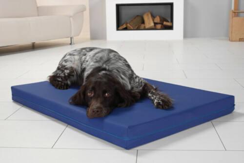 Ein royalblaues Hundebett der Serie PULMACELL safe von MEDI-TECH auf dem ein brauner Hund in einem hellen Wohnzimmer liegt.
