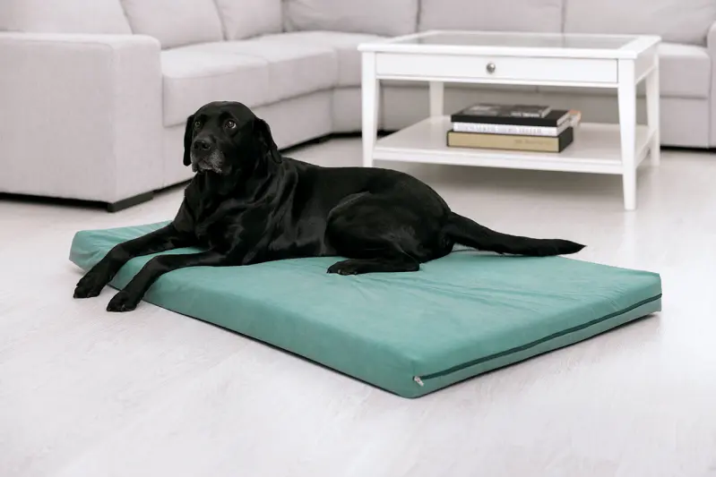 Medi-Tech_PULMACELL-Soft-Labrador-auf-Pulmacell-Hundekissen_meergruen.jpg