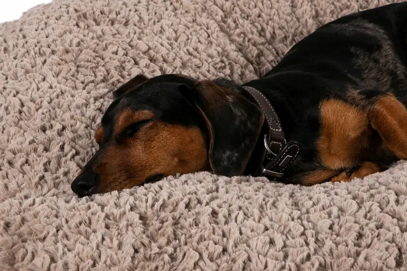 Medi-Tech-Muenster_Pulmacell-cosy-S_entspannt-00241_gr.jpg
